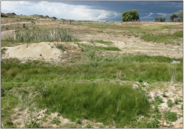 Chapman Road Inland Saline Wetland (December 2010)