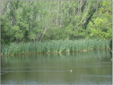 Gilmour Road Marsh (December 2010)