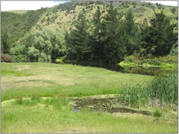 Island Block Pond Marshes (December 2010)