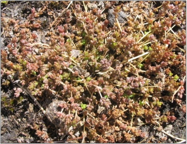 Crassula mataikona, a distinctive annual herb of the Styx Ephemeral Wetland Management Area (Undated)