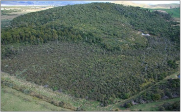 Scrub swamp at Cannibal Bay Road Swamp (2008)