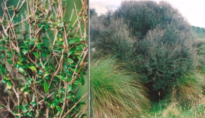 Olearia laxiflora, an uncommon shrub species, only found in southern parts of New Zealand  from the Catlins to Fiordland, present in Cannibal Bay Road Swamp (2005)