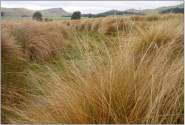 Dunvegan Fen Complex (2010)