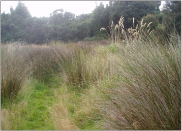 Coutts Gully Swamp (March 2011)