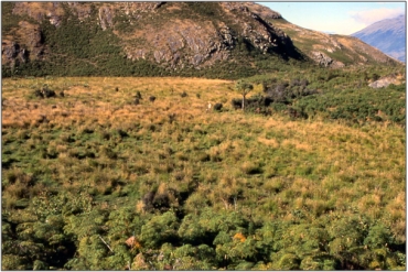 Upper wetland with scattered woody remnants around sedgeland, The Neck Wetlands (Undated)