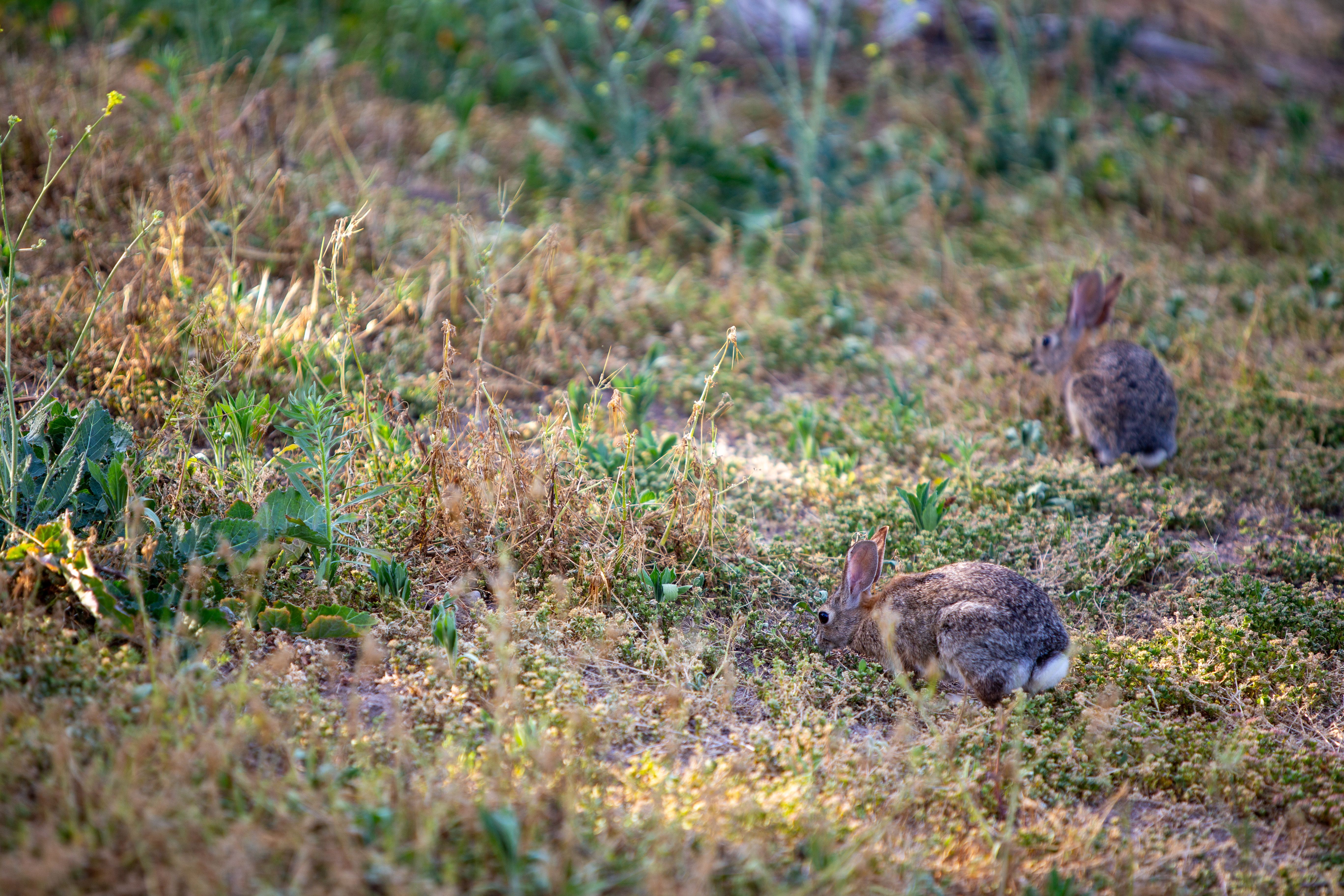 Two wild rabbits foraging in a grassy field