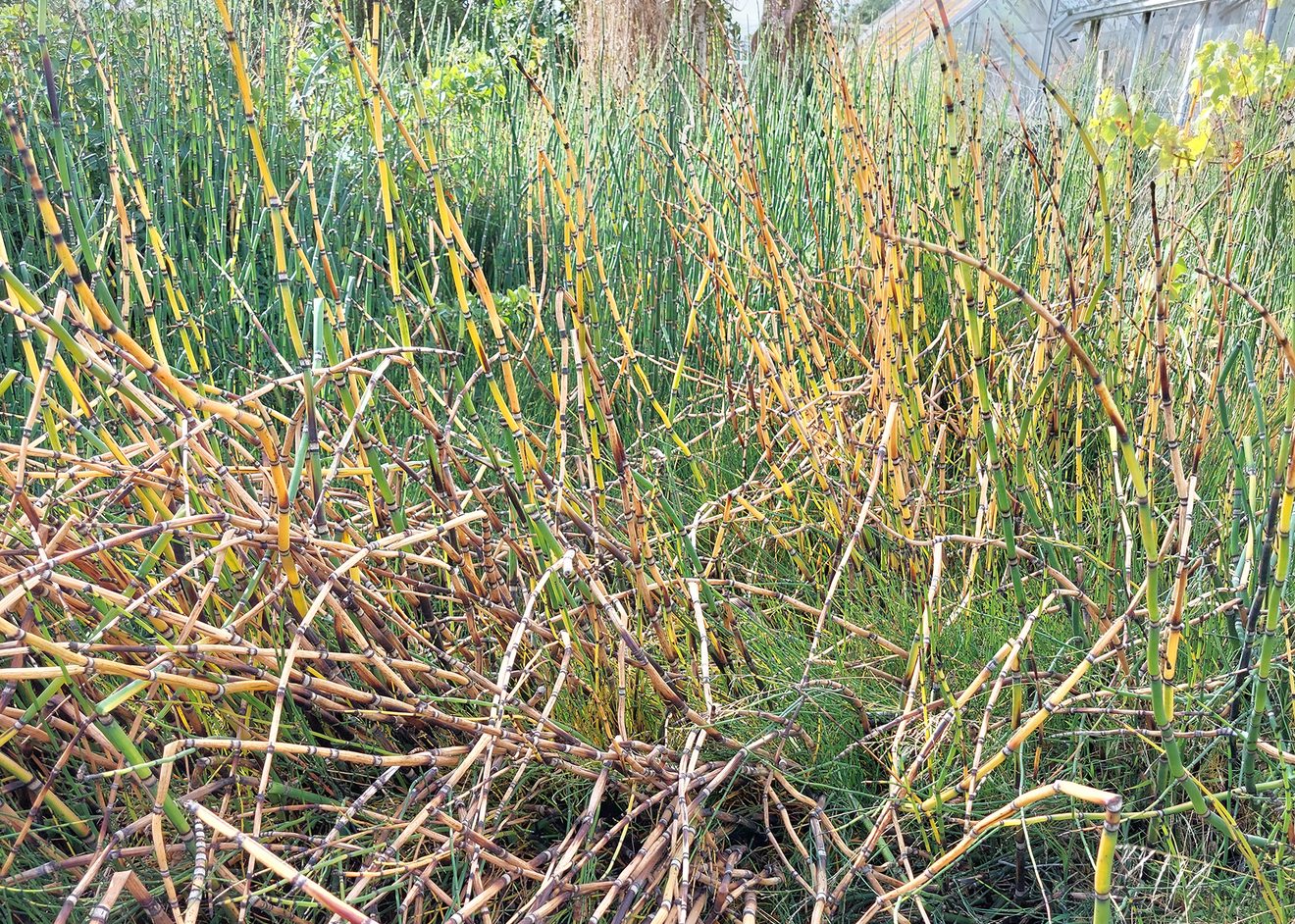 a large mass of a tall, thick grassy plant