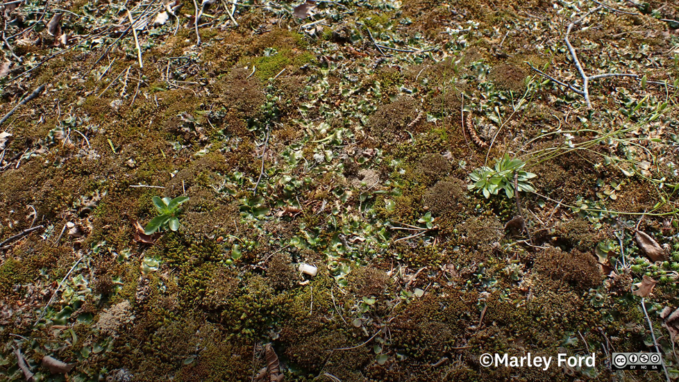 Cladia Blanchonii. Threat Status Nationally Vulnerable. Photo Marley Ford (CC BY NC SA)