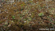 Cladia Blanchonii. Threat Status Nationally Vulnerable. Photo Marley Ford (CC BY NC SA)