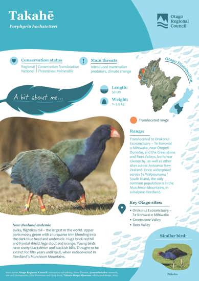 Takahē (1)