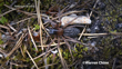 Neoramia Alta Photo 213443508, (C) Warren Chinn, Some Rights Reserved (CC BY NC) Inaturalist