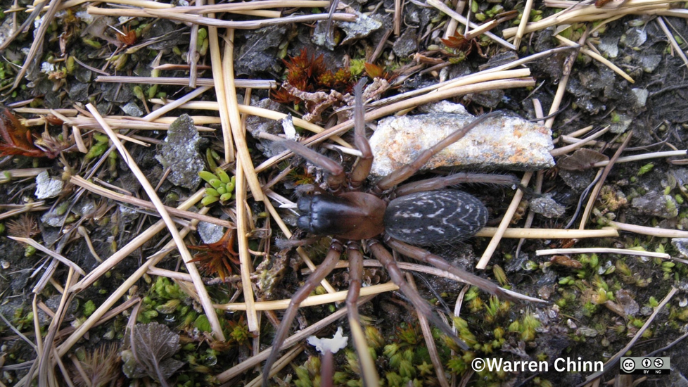 Neoramia Alta Photo 213443508, (C) Warren Chinn, Some Rights Reserved (CC BY NC) Inaturalist