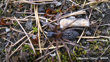 Neoramia Alta Photo 213443508, (C) Warren Chinn, Some Rights Reserved (CC BY NC) Inaturalist