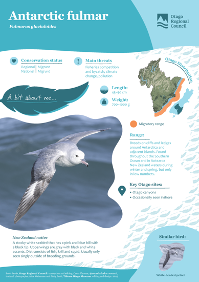 Antarctic Fulmar Thumbnail