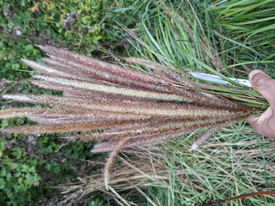African Feather Grass 27 Orc
