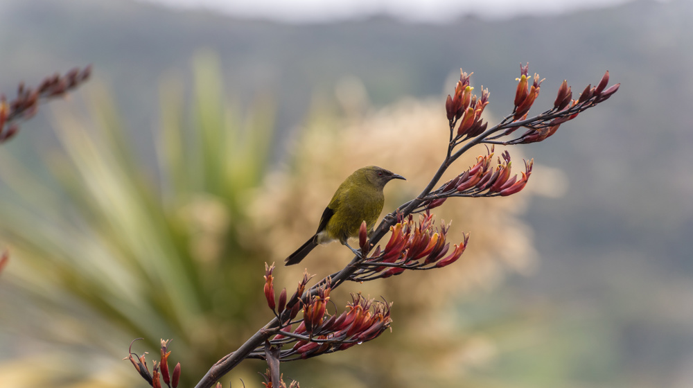 Bellbird Korimako Male Flax Flower Orokanui Sanctuary Otago Adobestock 221539988