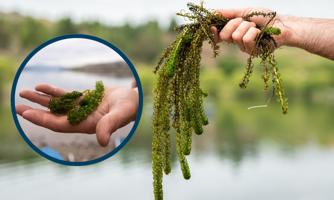 a person holding a plant in their hands with a blurred lake in the background