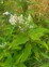 Knotweed Flowering Close