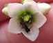Rough Thorax Masked Bee (Hylaeus Asperithorax) Peter De Lange