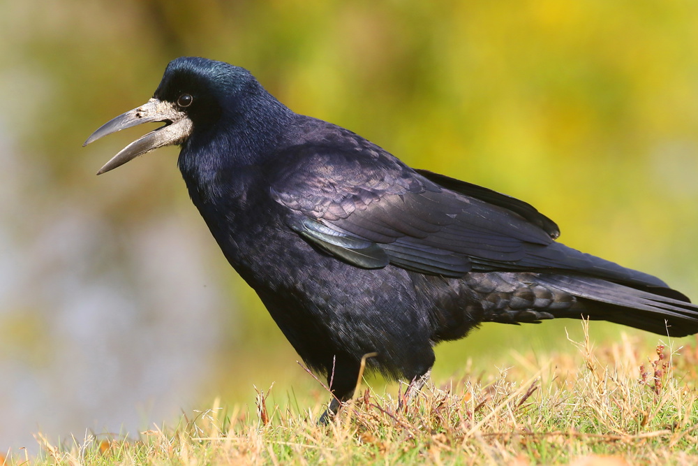 a black bird with a long beak standing in the grass