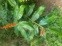Wild Ginger 5