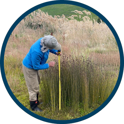a person using a tape measure to measure a plant in a field
