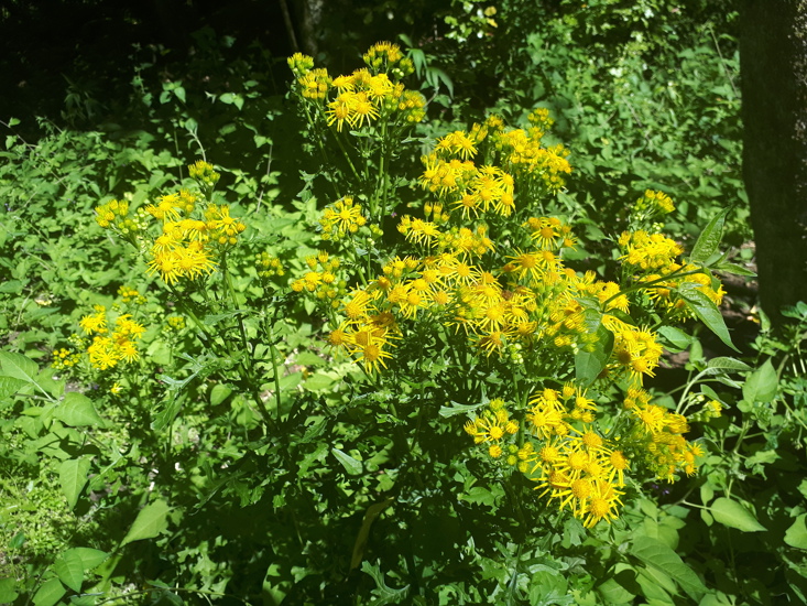 Ragwort