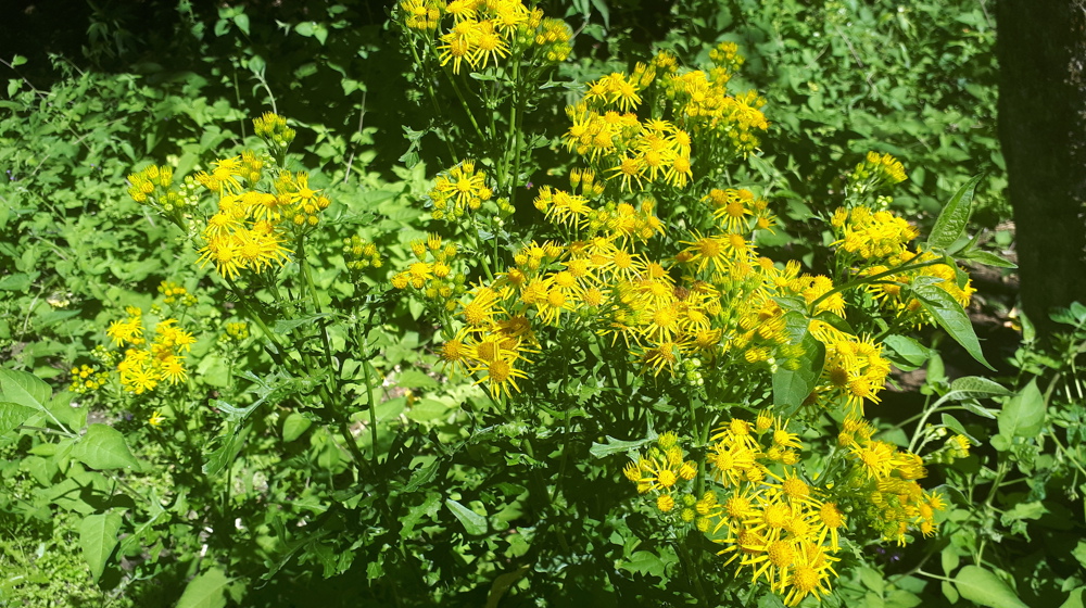 Sheep Ragwort Ragwort
