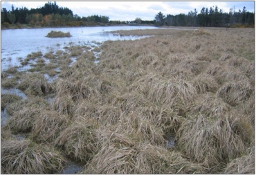 Kaikorai Lagoon Swamp (July 2010) “51”