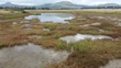 Spartina 20170126_124002_00002.jpg