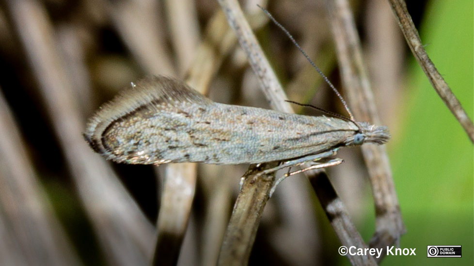 Moth Glyphipterix Achlyoessa Carey Knox CC0