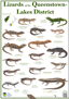 QLD Lizards Poster PNG