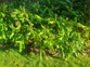 Wild Ginger 1
