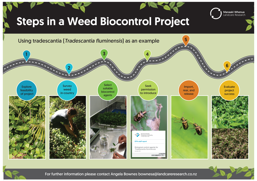 Steps In A Weed Biocontrol Project Roadmap Explore feasibility of project, Survey weed in-country, Select suitable biocontrol agents, Seek permission to introduce, Import, rear, and release, Evaluate project success, For further information please contact Angela Bownes bownesa@landcareresearch.co.nz Steps