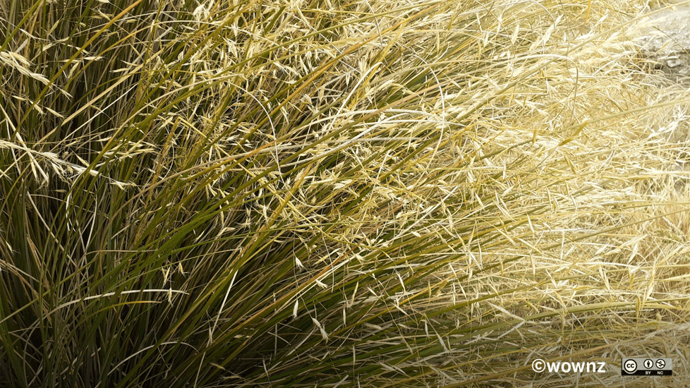 Narrow Leaved Snow Tussock (Chionochloa Rigida Subsp. Rigida) Wownz CC BY NC Location Shannon