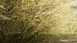 Narrow Leaved Snow Tussock (Chionochloa Rigida Subsp. Rigida) Wownz CC BY NC Location Shannon
