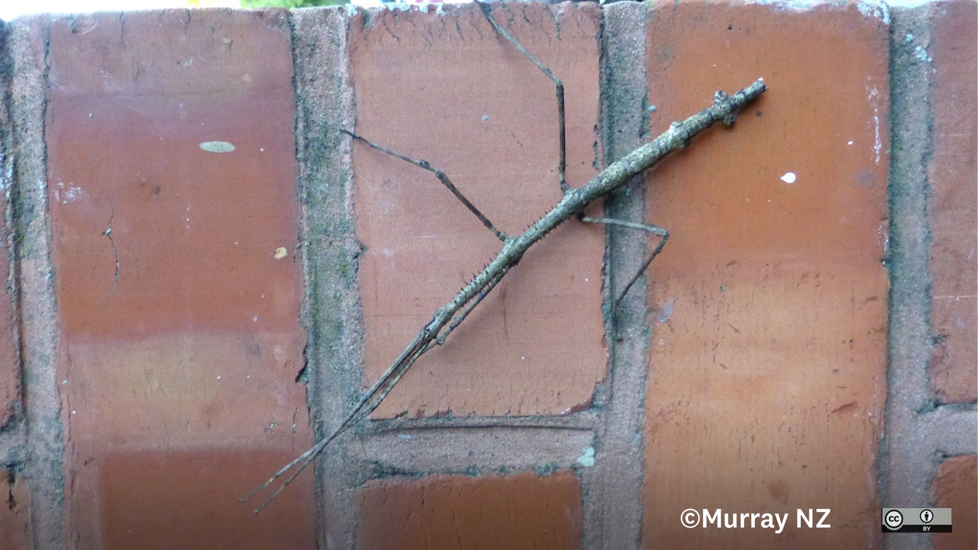 Stick Insect Argosarchus Horridus Murray NZ CC BY 4.0