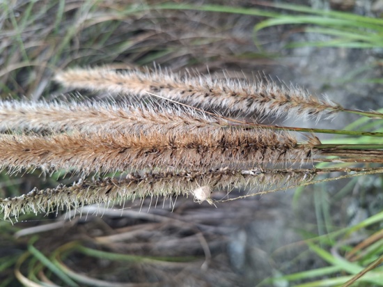 African Feather Grass 26 Orc