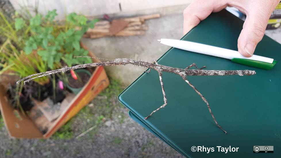 Stick Insect Argosarchus Horridus Rhys Taylor CC BY NC 4.0