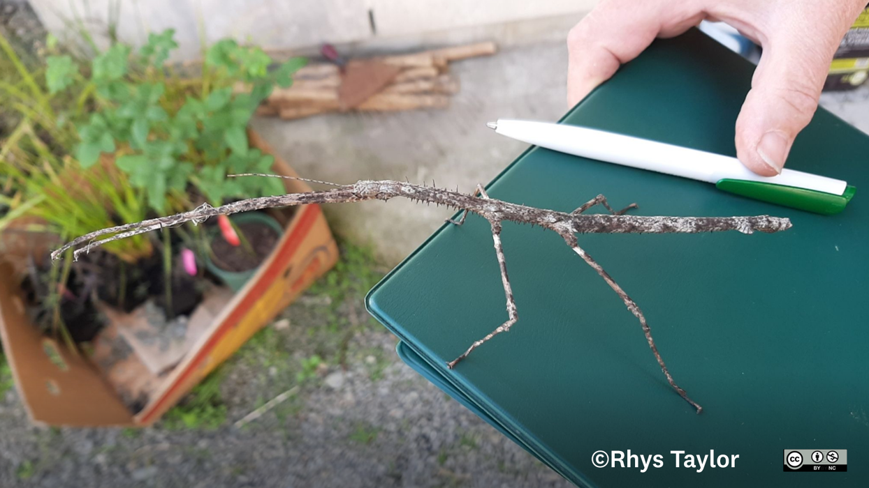 Stick Insects in Otago