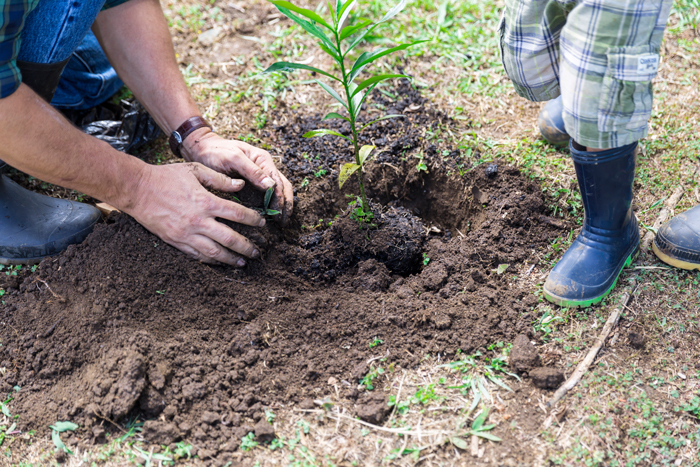 Planting Oshc Catchment and community groups consent applications | Otago Regional ...