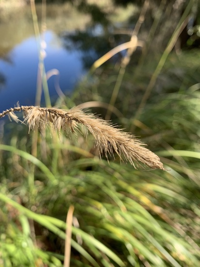 African Feather Grass Andy Steed 2