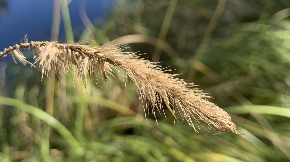 African Feather Grass Andy Steed 2