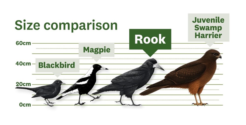 Size Comparison showing smallest to largest Blackbird Magpie Rook Juvenile Swamp Harrier
