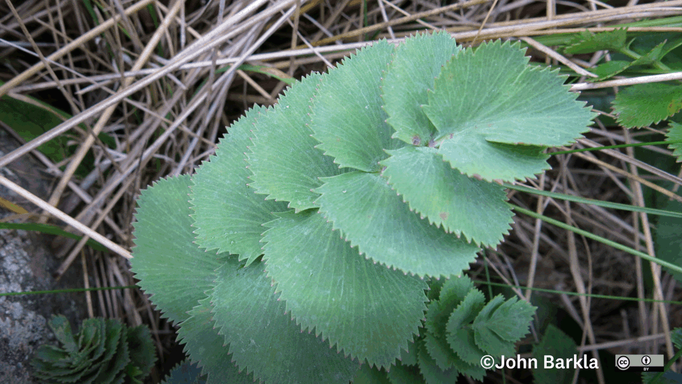 Gingidia Grisea John Barkla (Some Rights Reserved) (CC BY) Otago