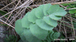Gingidia Grisea John Barkla (Some Rights Reserved) (CC BY) Otago