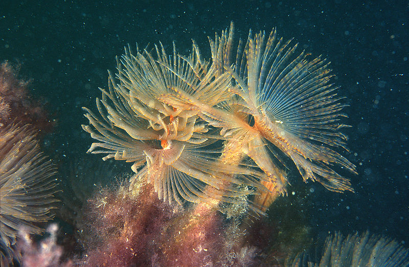 an underwater photo of mediterranean fanworm