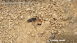 Lasioglossum Near Her Ground Nest Jenny Jandt