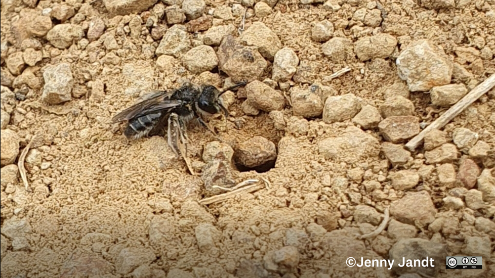 Lasioglossum Near Her Ground Nest Photographer Jenny Jandt CC BY-NC