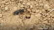 Lasioglossum Near Her Ground Nest Photographer Jenny Jandt CC BY-NC